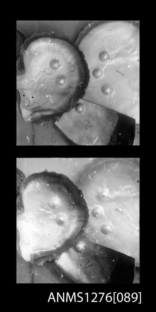 Two black-and-white negatives, joined together, of three overlapping pearl shells with blister pearls, on Pearl Island