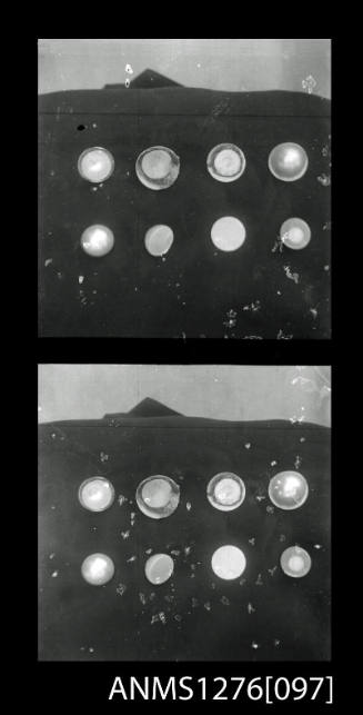 Two black-and-white negatives, joined together, each of two rows of nuclei and half pearl (or mabe pearl) caps, on Pearl Island