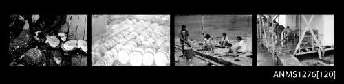 Strip of four black-and-white negatives, the first, third and fourth of people cleaning pearls on a pearl raft, and the second of a hundreds of pearl shells, lined up into rows