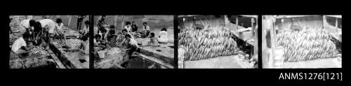 Strip of four black-and-white negatives, the first two images of people cleaning pearl shells, and the final two of pearl shells lined up into rows