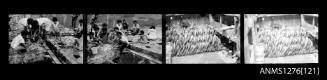 Strip of four black-and-white negatives, the first two images of people cleaning pearl shells, and the final two of pearl shells lined up into rows