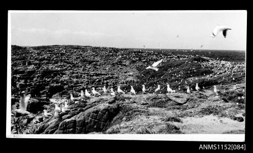 Seagulls on a rocky headland