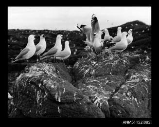 Print depicting rock outcrop with about seagull skuas