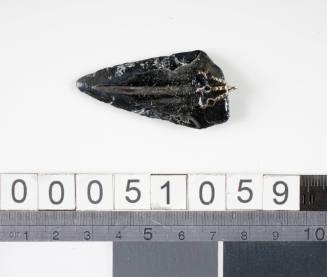 Piece of fossilised shark tooth