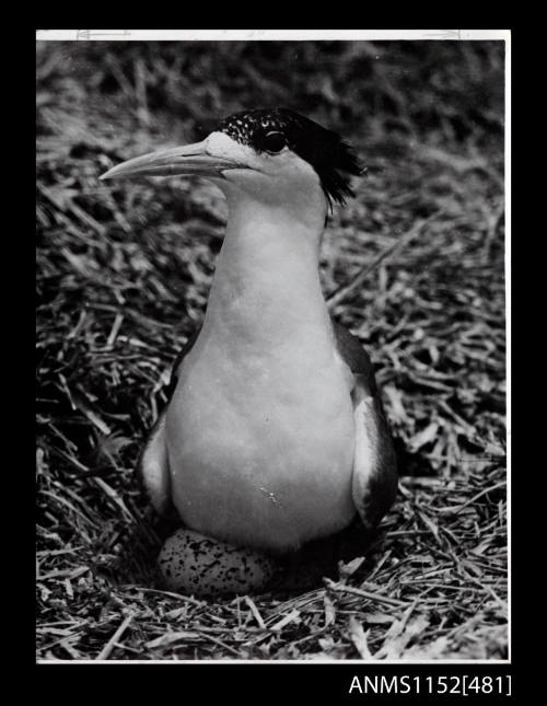 The sea bird sitting on its nest