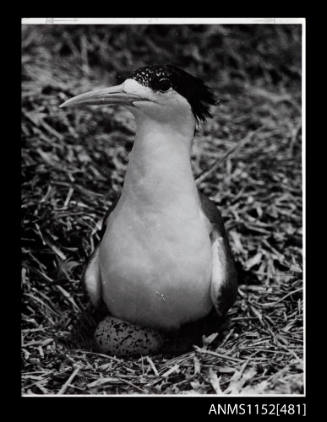 The sea bird sitting on its nest