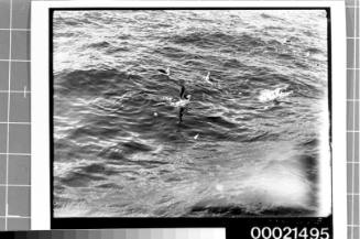 Flock of seagulls feeding on unwanted fish thrown from fishing vessel