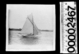 White-hulled cutter under sail on Sydney Harbour, with buildings visible on the horizon