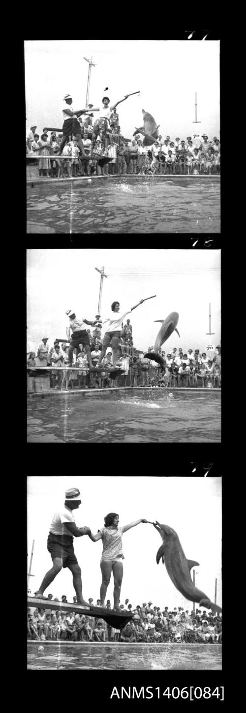 Negative depicting three shots of tourism in Surfers Paradise, circa 1960s, including dolphin shows