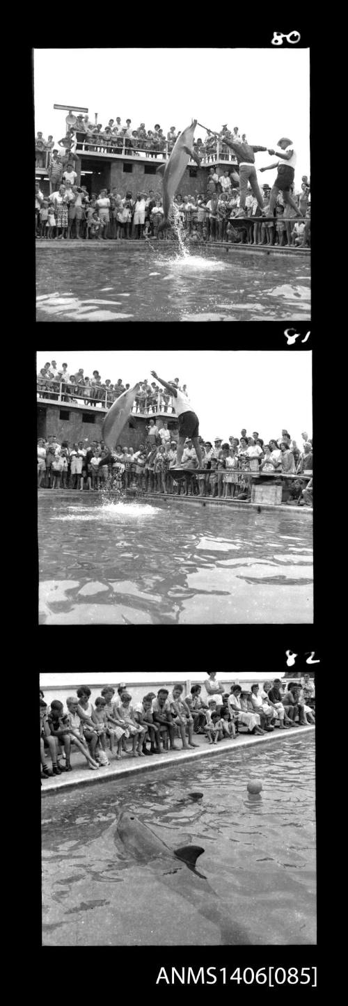 Negative depicting three shots of tourism in Surfers Paradise, circa 1960s, including dolphin shows