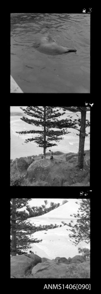 Negative depicting three shots of tourism in Surfers Paradise, circa 1960s, including the beach and dolphin shows