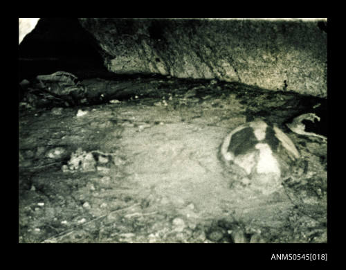 View of a turtle in a cave