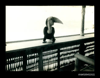 View of a hornbill on a verandah railing