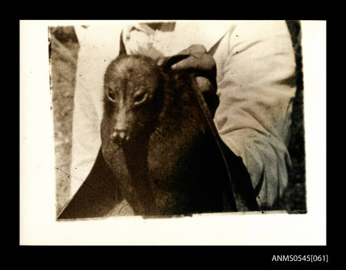 View of Flying Fox (Fruit Bat)