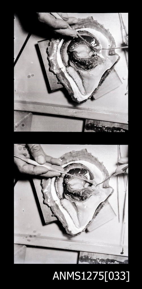 Two black-and-white negatives, joined together, both of a pearl shell with inner flesh still attached, with hands holding two pearl seeding implements on the flesh