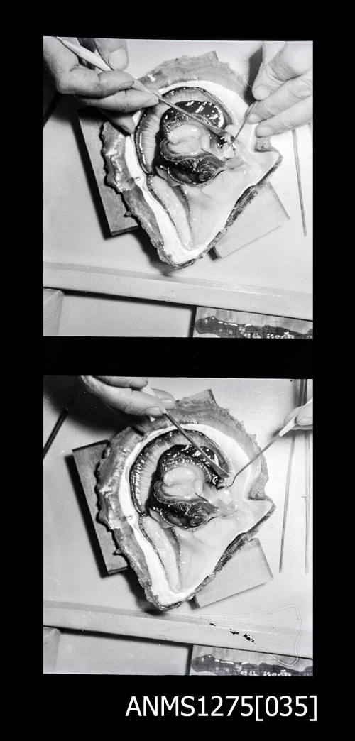 Two black-and-white negatives, joined together, both of a pearl shell with inner flesh still attached, with hands holding two pearl seeding implements on the flesh