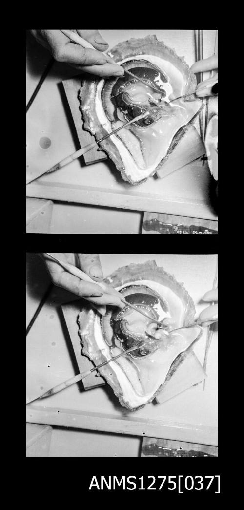 Two black-and-white negatives, joined together, both of a pearl shell with inner flesh still attached, with hands holding two pearl seeding implements on the flesh, with one resting on the flesh by itself