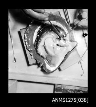 Two black-and-white negatives, joined together, both of a pearl shell with inner flesh still attached, with hands holding two pearl seeding implements on the flesh