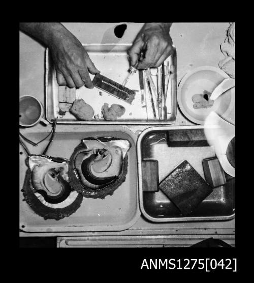 Three containers, one of which contains two pearl shells, surrounded by pearl seeding equipment, and a mans' hand holding an instrument