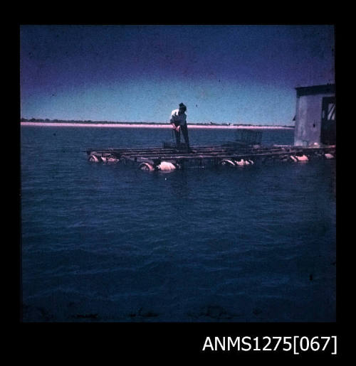 Colour negative of a pearl production raft with possibly Yurie (or Yulie) George standing on the raft