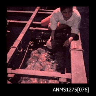 Colour negative of Yurie (or Yulie) George on a pearl raft, holding a pearl shell out of a pearl cage resting in the water