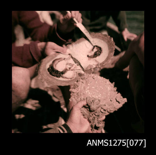 Colour negative of people holding an opened pearl shell with flesh still attached, which is being removed with a knife, and a closed pearl shell