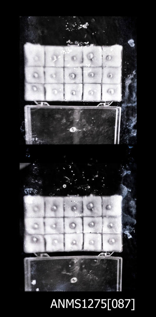 Two black-and-white negatives, joined together, both of a container filled with padding and fifteen half pearls (or mabe pearls)