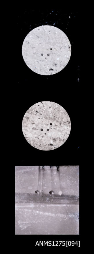 Three images, the first two of an image of cells as seen through a microscope, and the third is of a ruler next to several pearl seeding implements
