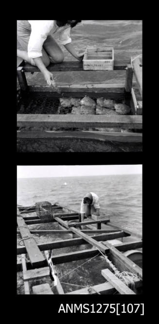 Yurie (or Yulie) George bending down on a pearl raft, removing or placing pearl shells in a wire cage