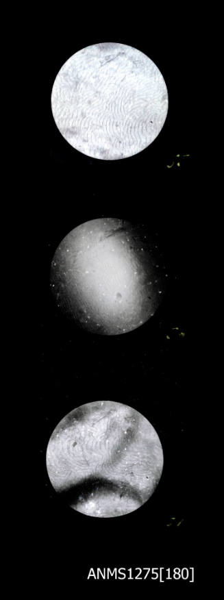 Three images, each of aragonite deposition as seen through a microscope