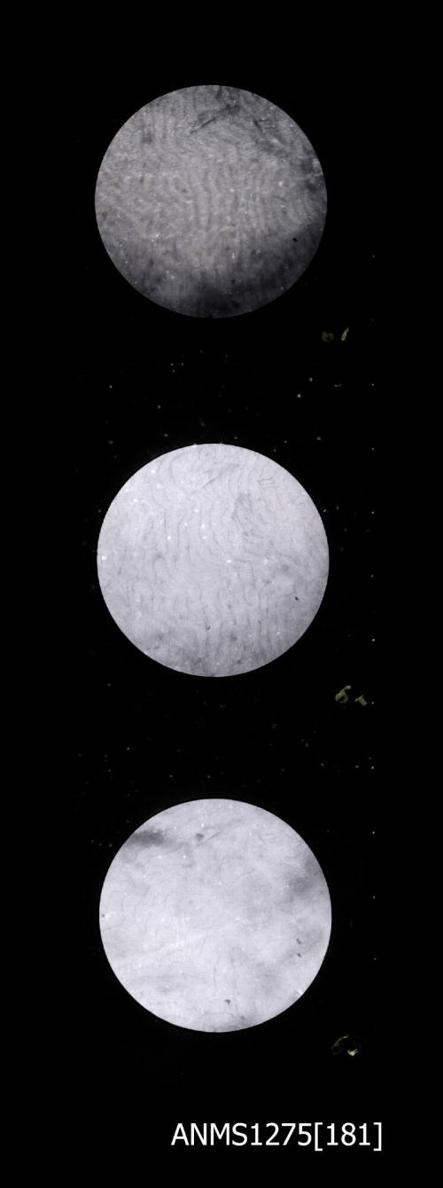 Three images, each of aragonite deposition as seen through a microscope