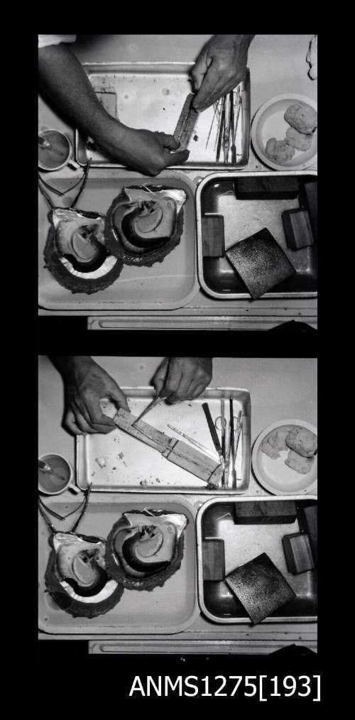 Two black-and-white negatives, joined together, both of three containers, with one holding two pearl shells, and a person holding a pearl seeding implement