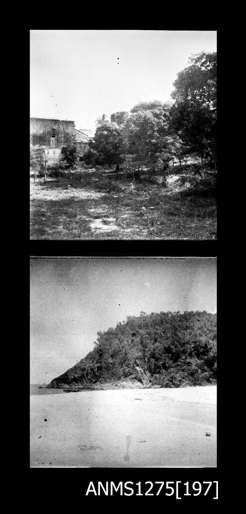 Two black-and-white negatives, joined together, both of trees and other vegetation