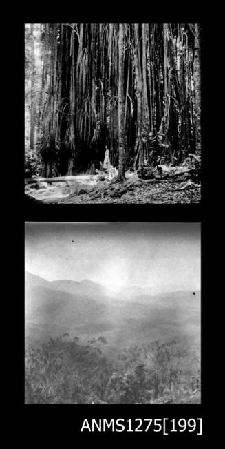 Two black-and-white negatives, joined together, both of trees