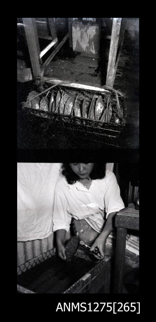 Two black-and-white negatives, joined together, the first of a wire pearl cage filled with pearl shells, and the second of Yurie (or Yulie) George sitting next to the pearl cage opening a pearl shell