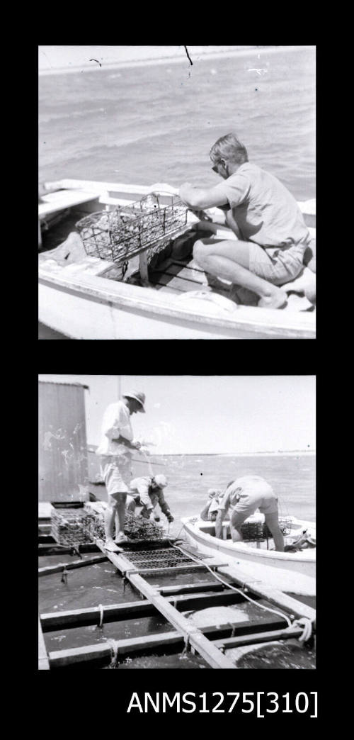 Two black-and-white negatives, the first of a man crouching down to a pearl cage on a boat, and the second of two people on a pearl raft with pearl cages, next to a boat carrying one man and a pearl cage