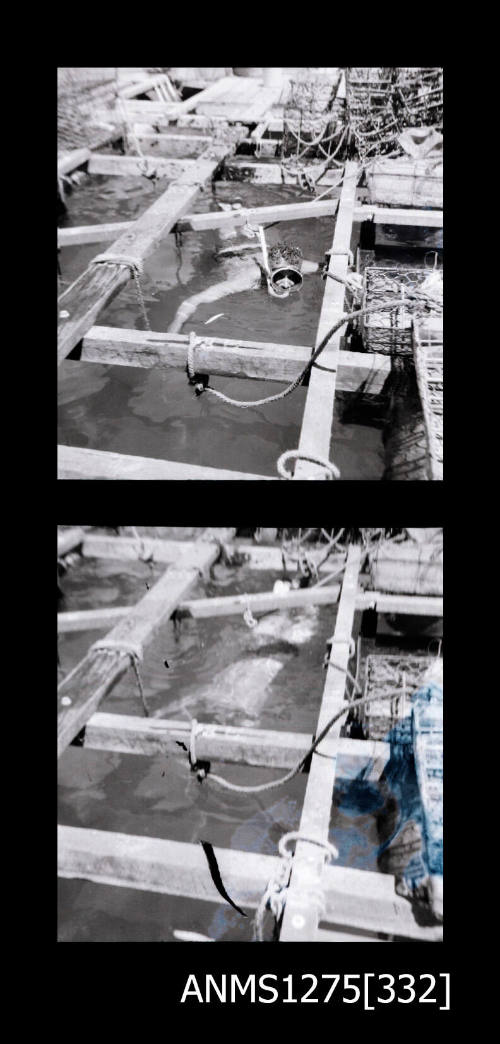 Two black-and-white negatives, joined together, both of a person is scuba diving gear swimming underneath the wooden beams of a pearl raft