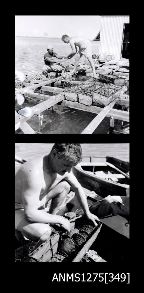 Two black-and-white negatives, the first of two men on a pearl raft with pearl cages, and the second of a man with his hands on a pearl cage containing several pearl shells