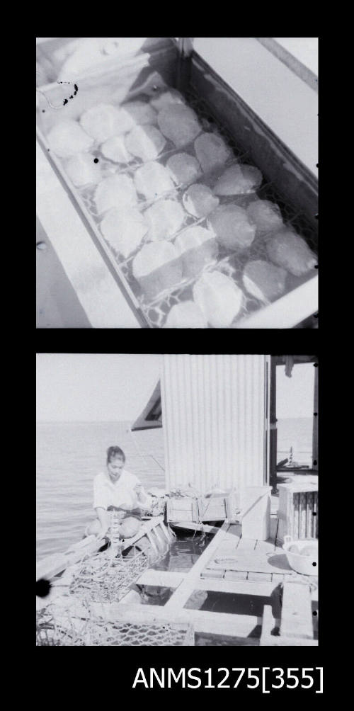 Two black-and-white negatives, the first a pearl cage filled with pearl shells, and the second a person sitting on a pearl raft, in front of a shed, with pearl cages