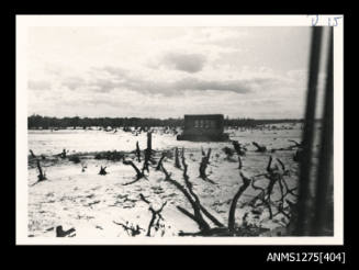 A shed on the sand, surrounded by tree stumps