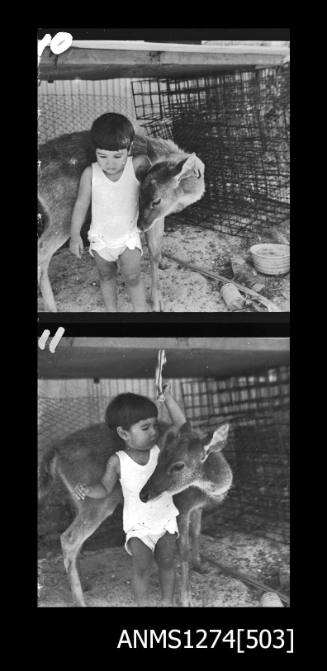 Two black-and-white negatives, joined together, both of a young child with an animal, in front of pearl cages, on Packe Island