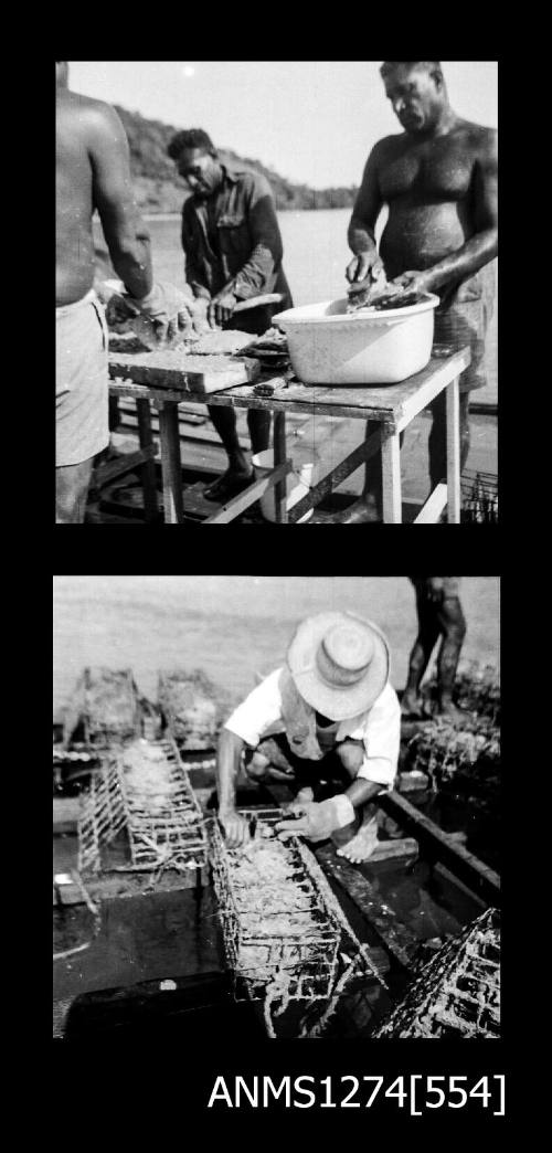 Two black-and-white negatives, the first of three men washing and handling pearl shells, and the second of a man working on a pearl cage, on Packe Island