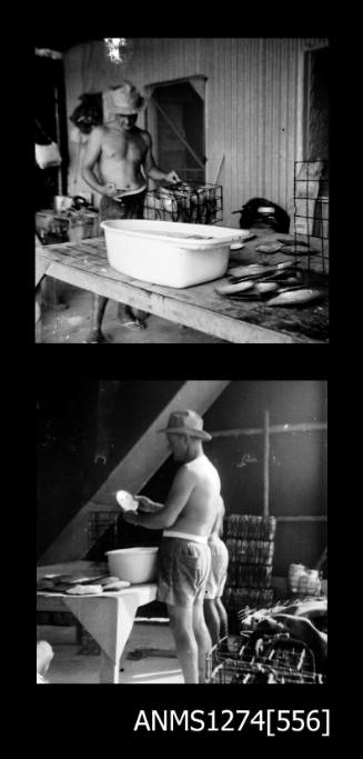 Two black-and-white negatives, one of a man holding a pearl cage, and the second of the same man holding a pearl shell, on Packe Island