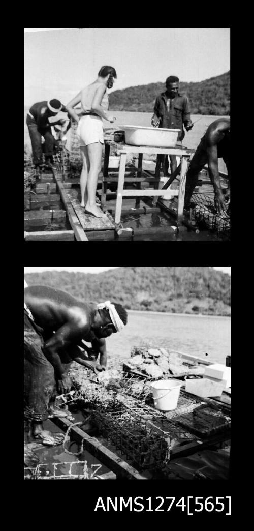 Two black-and-white negatives, the first of several people on a pearl raft, handling pearl shells, the second of a man handling pearl shells from a pearl cage, on Packe Island