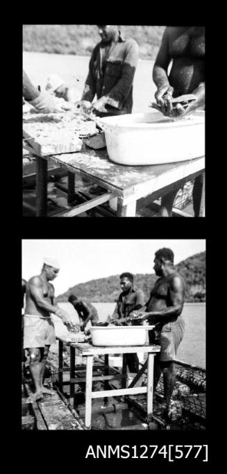 Two black-and-white negatives, joined together, of several people handling pearl shells on a pearl raft on Packe Island