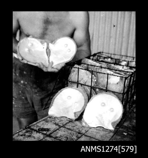 A man, holding two pearl shells, with another two resting on a pearl cage filled with pearl shells, on Packe Island