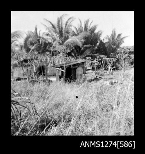 A shed, surrounded by palm trees, on Packe Island