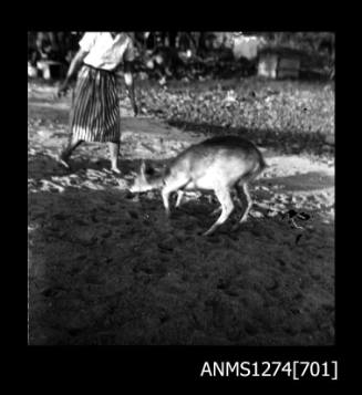 Deer on Packe Island