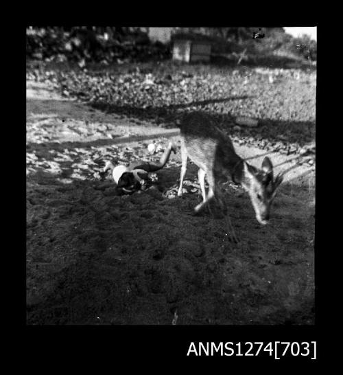 A young boy, lying on the sand behind a deer, on Packe Island