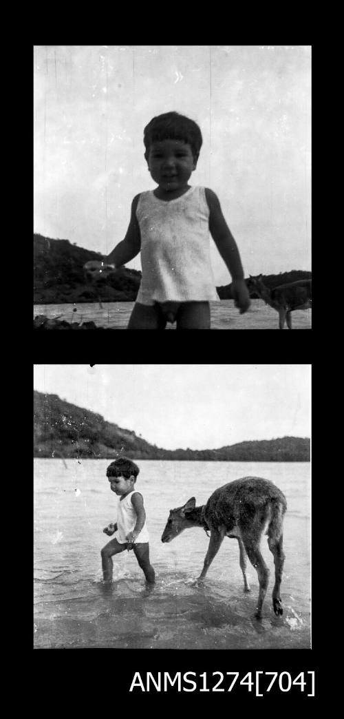 Two black-and-white negatives, both of a young boy and a deer on Packe Island